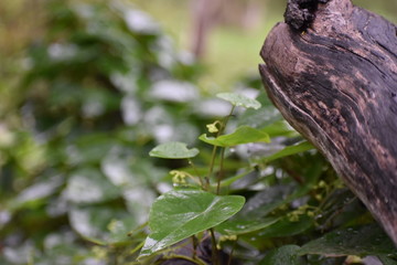 fallen log with vine