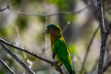 Green bird sitting on tree,  beautiful parrot in the nature green forest habitat