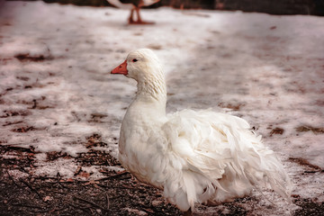 Duck pond