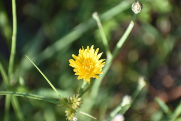 yellow flower in the grass