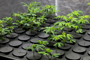 Young fresh cut cannabis clones in a legal medical recreational growing facility - obrazy, fototapety, plakaty