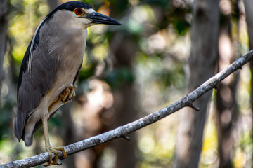 Close-up of a black-crowned night heron (Nycticorax nycticorax),black-capped night heron