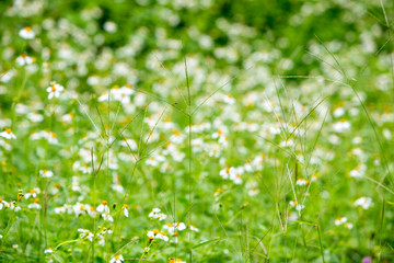 Green harvest with grain of dews in the morning