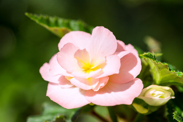 begonia flower closeup