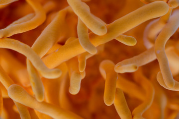 Fresh Cordyceps militaris in Glass bottles