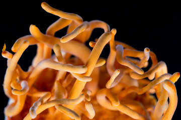Fresh Cordyceps militaris in Glass bottles