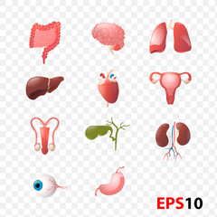 Illustration of Human Internal Organs Anatomy set