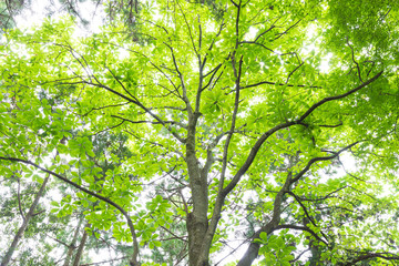 朴の木の新緑