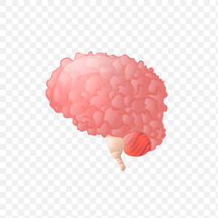 Brain. Human internal organ realistic