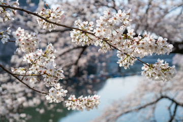 満開の桜　ソメイヨシノ