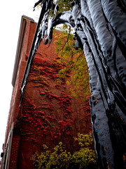 Vines and the metal tree