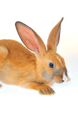 The rabbit in a white background