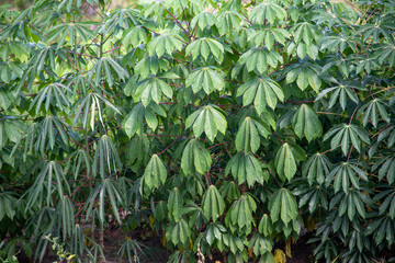 Cassava plantation in southern Brazil