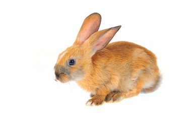 The rabbit in a white background