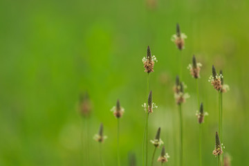 ヘラオオバコの花