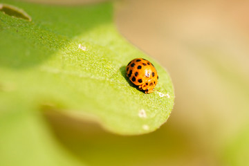 Orange Ladybug also known as Halyzia sedecimguttata.