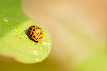Orange Ladybug also known as Halyzia sedecimguttata.