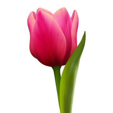 Single tulip flower on white background, realistic red flower, vector illustration, EPS10