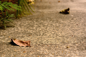 MacArthur palm seeds and flowers on concrete road landscape