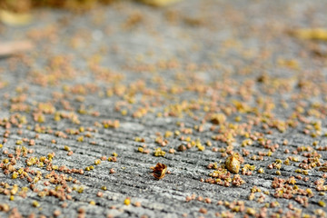 MacArthur palm seeds and flowers on concrete road landscape