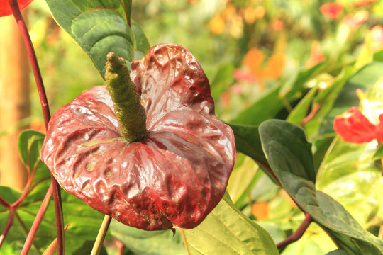 Anturio