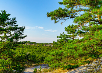 Fototapeta na wymiar Pine forest on dunes, Ecoregion pine wasteland, Cape Cod Massachusetts, US