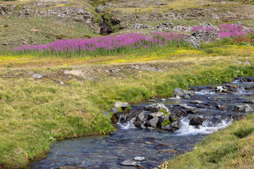 Hiking trail in Aosta valley. Blooming  Chamaenerion angustifolium in the background and a wild mountain stream in the foreground. 2300 meters of altitude.
