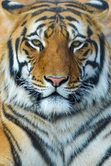 Fototapeta premium portrait of a bengal tiger