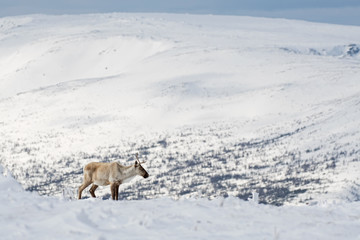 Caribou solitaire sur sa montagne