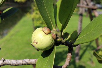 Young fruit of Pitch Apple and leaves on branch. Another name is Copey Clusia, Balsam Apple, Antognaph Tree. Leaf is egg shape and green fruit is poisonous.