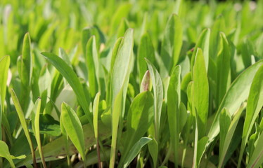 Green leaves of Lactuce Debilis Maxim, Thailand.