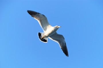 空を飛ぶカモメ