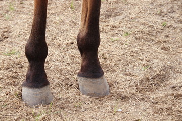 Back legs of brown horse and light brown ground.