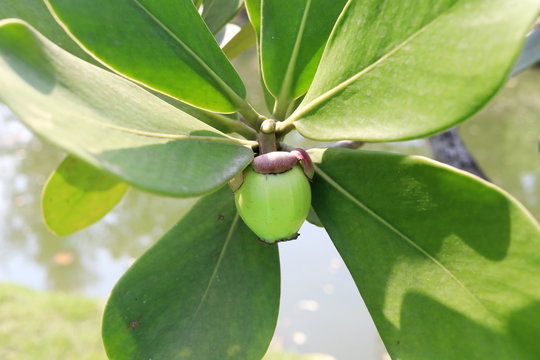 Young fruit of Pitch Apple and leaves on branch. Another name is Copey Clusia, Balsam Apple, Antognaph Tree. Leaf is egg shape and green fruit is poisonous.