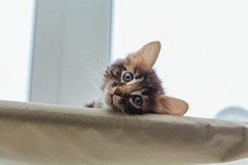 Cute charcoal bengal kitty cat laying on the cat's window bed watching on the room.