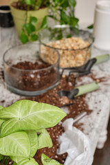 Plants and potting soil with small potting stones on a marble table in various stages of being split and transplanted to new planters