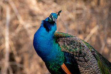 Obraz premium Indian Male Peacock in the wild