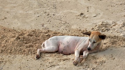 Dog sleeping at the beach on Siquijor Island, Philippines