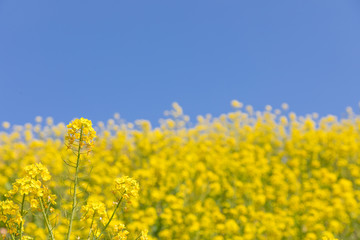 菜の花と青空　背景素材