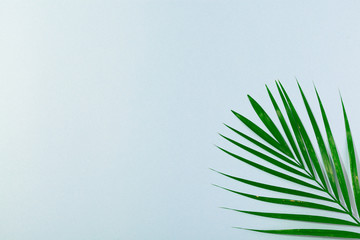 Palm leaf on turquoise blue background. Concept of beach holiday, sea tour, warm sunny summer