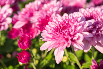 Closeup beautiful pink chrysanthemum flower blooming in the garden on sunshine.	