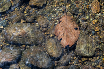 brow leaf underwater  fresh nature wallpaper background