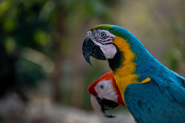 close up of a blue and gold macaw 