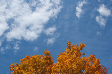 Fototapeta premium colorful tree