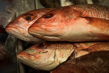 Closeup of three fish at market