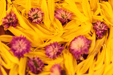purple flower on yellow flower petals  background
