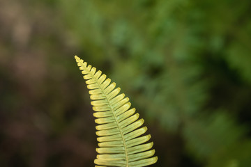 green fern leave  spring nature wallpaper  background