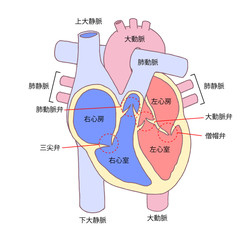 心臓　断面図