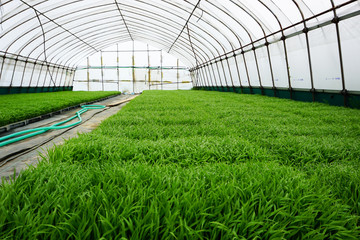 Japanese agriculture. Seedling growth of rice seedlings in a greenhouse.  日本の農業、ビニールハウス内での稲の苗の生育。