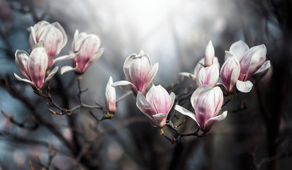 Magnolia flowers in spring time.